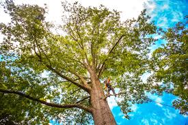 Lawn Pest Prevention in Oak Island, NC