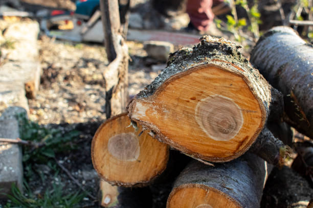 How Our Tree Care Process Works  in  Oak Island, NC