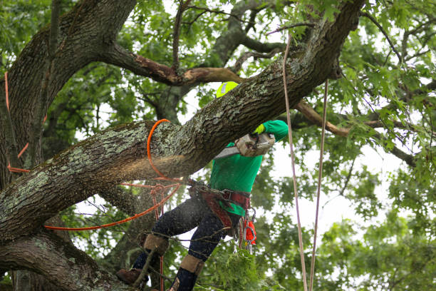 Professional Tree Removal Services in Oak Island, NC